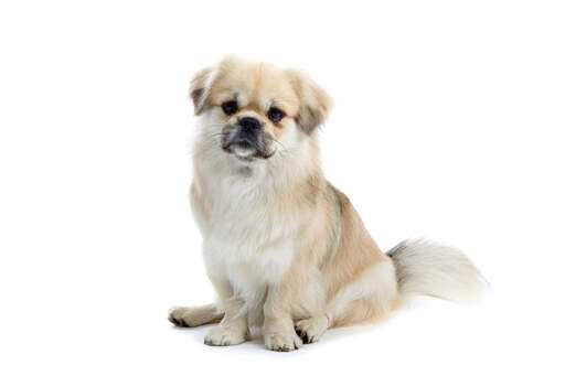 are tibetan spaniel aggressive