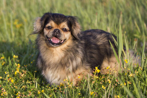 are tibetan spaniel aggressive