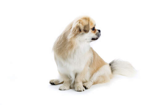 are tibetan spaniel aggressive