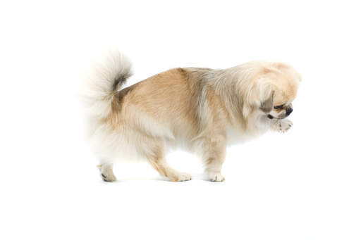 An excited Tibetan Spaniel ready to play with it's owner