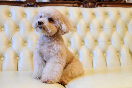 A beautiful, little Toy Poodle resting up on the sofa