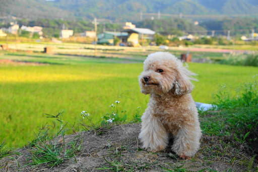 Toy hotsell poodle blonde