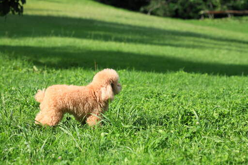 An incredibly little Toy Poodle puppy standing tall in the grass