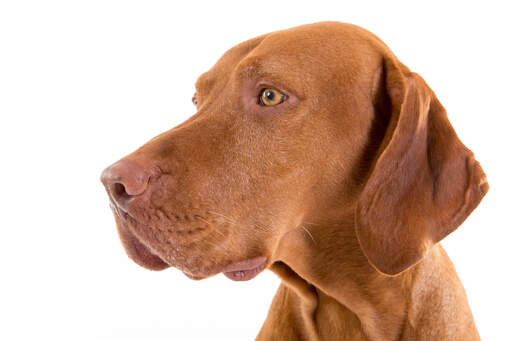 A close up of a Vizsla's bold red head and short, tight coat