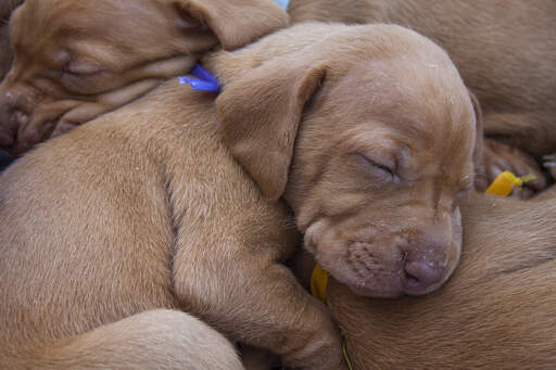 A group of Vizsla puppoes getting some well needed rest 