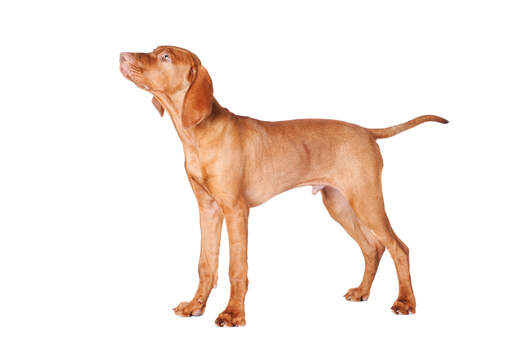 A maturing male Vizsla puppy, standing tall showing off its slender physique