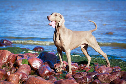 A beautiful adult Weimaraner, showing off it's powerful physique