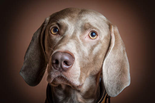 A close up of a Weimaraner's lovely, short, soft coat