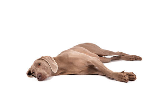 A resting young Weimaraner stretching out across the floor