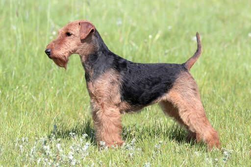 A young Welsh Terrier showing off it's beautiful, short body and wiry coat