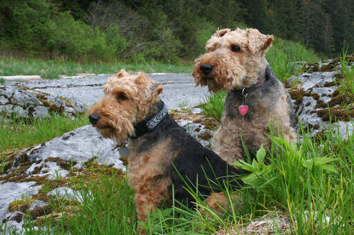 Welsh terrier clearance x miniature schnauzer