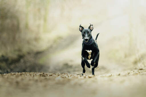 A lovely, black and white young Whippet running at full sprint