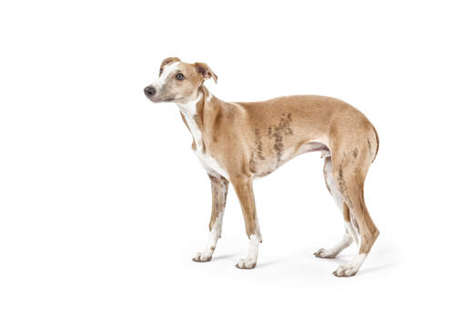 A lovely little adult Whippet, showing off its slender physique