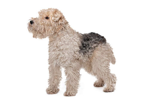 A beautiful little white and black Wire Fox Terrier showing off it's lovely long legs