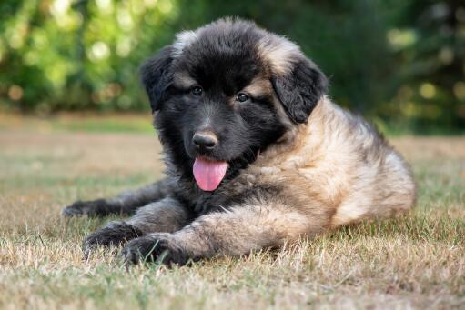 Estrela-Mountain-Dog-Puppy