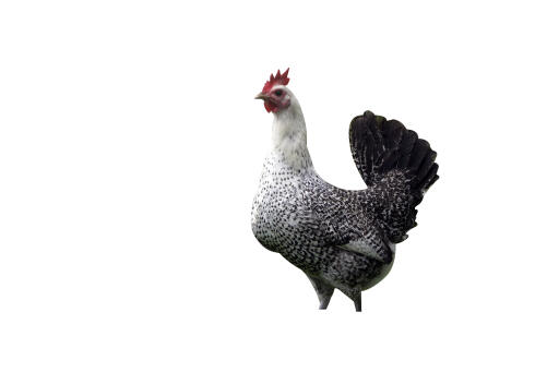 Fayoumi-Chicken-White-Background