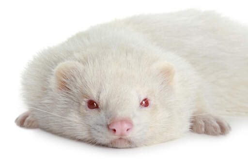 Albino ferret for sale 2025