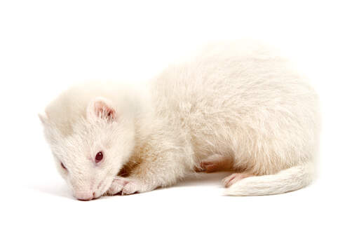 A young Albino Ferret with a scruffy white coat