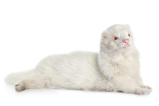 An Albino Ferret lying down with its tail stretched out