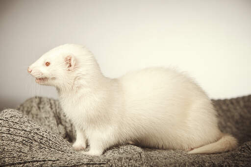 The beautiful long nose of an Albino Ferret