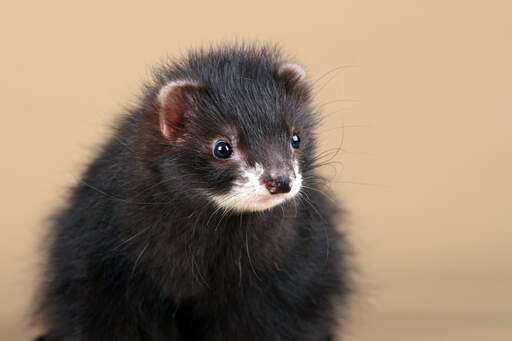 A Black Ferret's beautiful little beady eyes and white chin