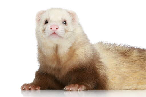 A Champagne Ferret's beautiful white face