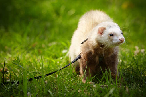 A Champagne Ferret's wonderful little white face