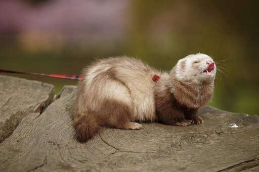 A Champagne Ferret with a wonderful soft brown coat