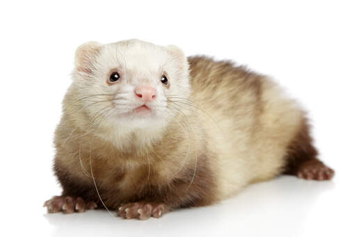 A Champagne Ferret with incredible long whiskers
