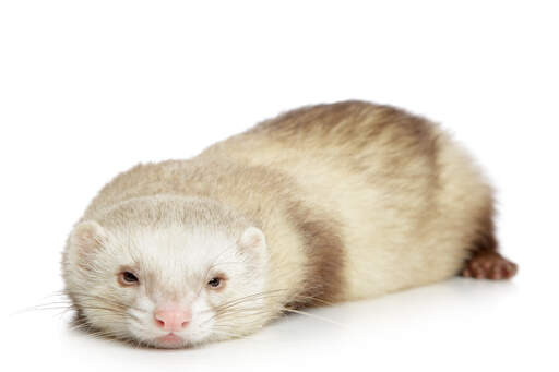 A beautiful Champagne Ferret lying down resting