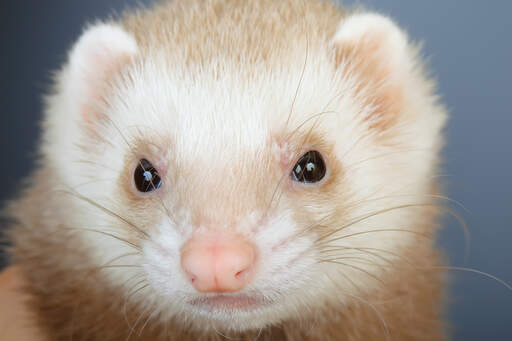 A close up of a Champagne Ferret's little dark eyes and pink nose