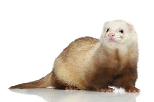 A lovely little Champagne Ferret with a beautiful long tail