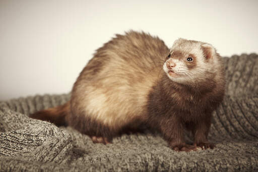 A Chocolate Ferret's beautiful little light coloured face fur