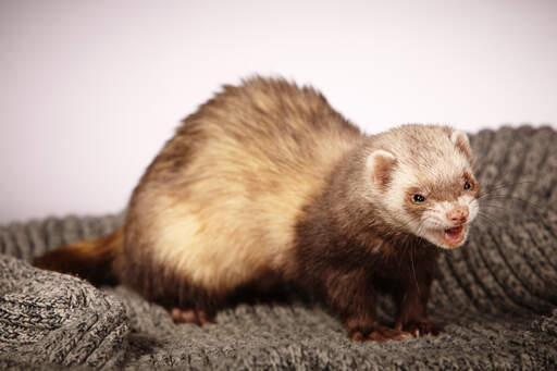 A Chocolate Ferret showing its incredible sharp teeth