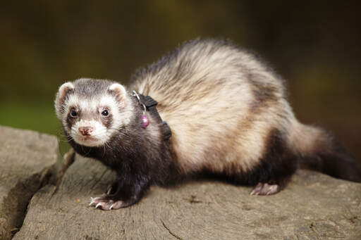 A Sable Ferret's incredibly soft light brown fur