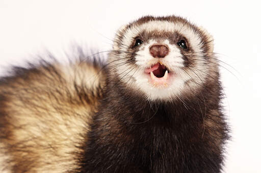 A close up of a Sable Ferret's wonderful sharp teeth and long whiskers