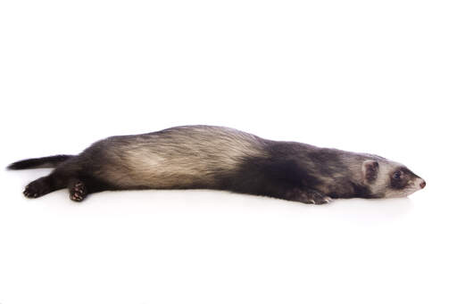 A wonderful young Sable Ferret stretching out its whole body