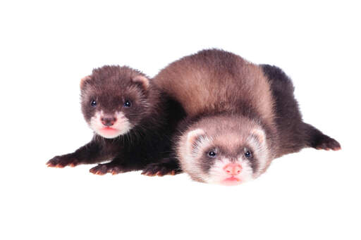 Two beautiful little Sable Ferrets playing together