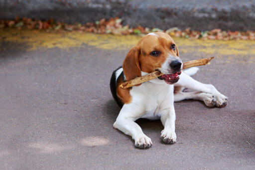 can english foxhounds be guard dogs