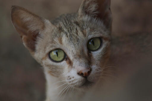 German Rex cat face close up