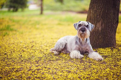 Giant-Schnauzer-Lying-Down