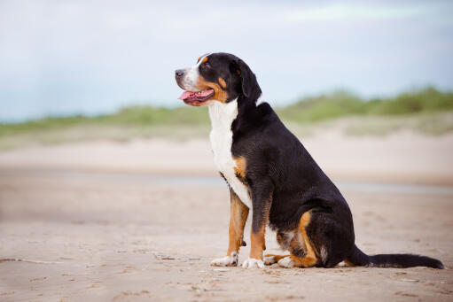 Greater swiss mountain dog and sales poodle mix
