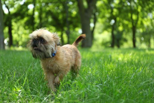 Griffon-Bruxellois-Running