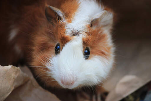 Abyssinian Guinea Pigs Abyssinian For Sale Guinea Pig Breeds
