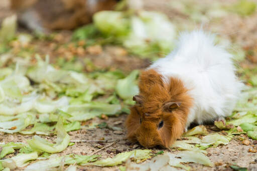 An Abyssinian Guinea Pig with beautiful white and red fur