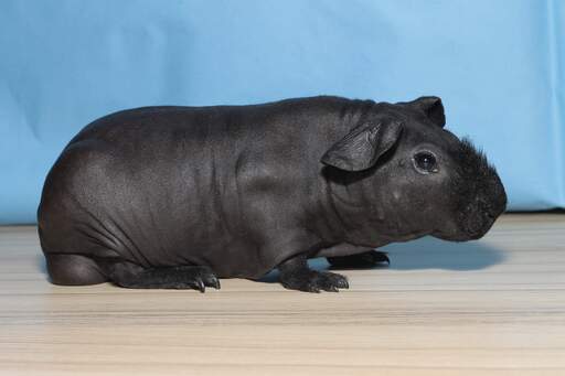 A black hairless Skinny Guinea Pig with a scruffy hairy nose