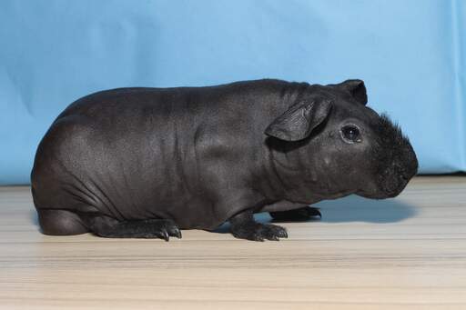 Baldwin guinea pig shop for sale