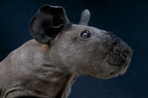 Black skinny clearance pig for sale