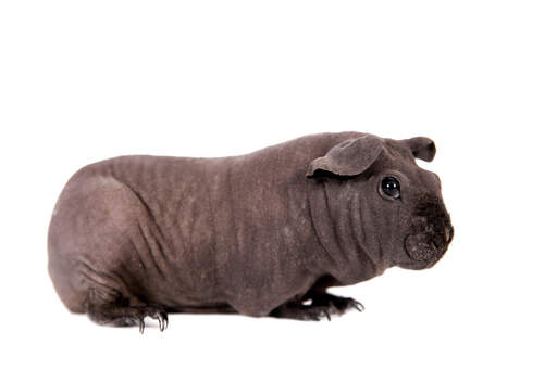 A wonderful black hairless Skinny Pig Guinea Pig