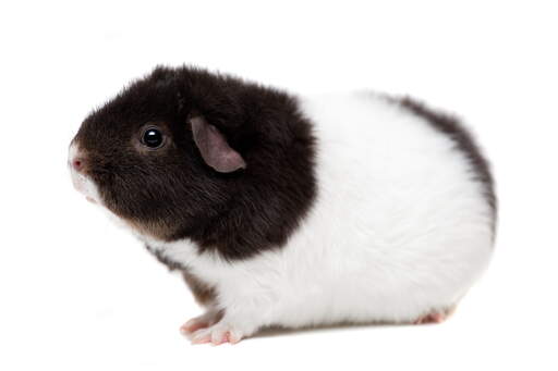 A Teddy Guinea Pig with wonderful soft black and white fur